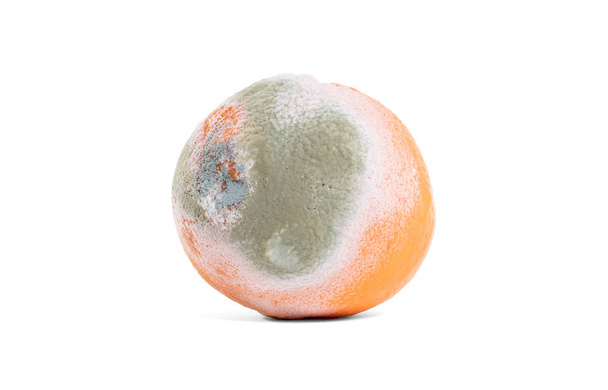 Zgniłe pomarańczowy - Zdjęcie, obraz