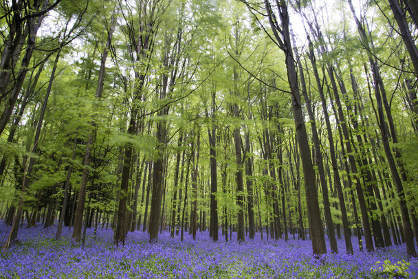 ζωντανή bluebell χαλί ανοιξιάτικο δάσος τοπίο - Φωτογραφία, εικόνα