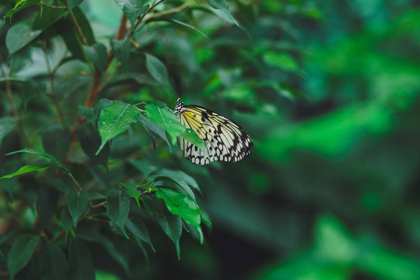 Прекрасний метелик сидить на зеленому листі гілки дерева. Крупним планом
 - Фото, зображення