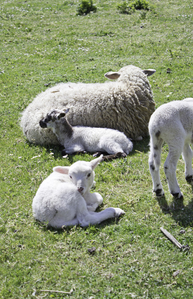 Familia de ovejas
 - Foto, Imagen