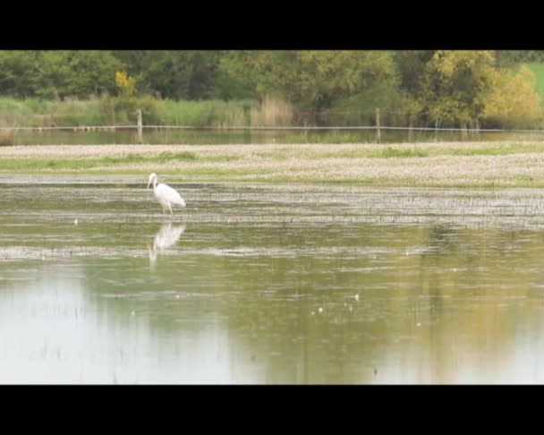 wielki biały Czapla spaceru w jeziorze, łowiectwo - Materiał filmowy, wideo