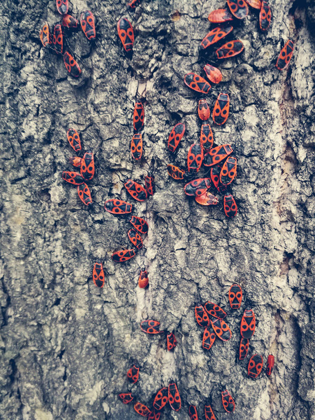 Scarabei rossi sulla corteccia di un albero
 - Foto, immagini