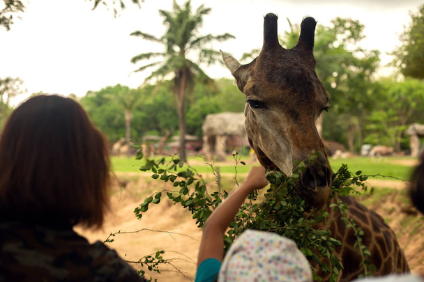 As pessoas alimentam uma girafa no zoológico.
. - Foto, Imagem