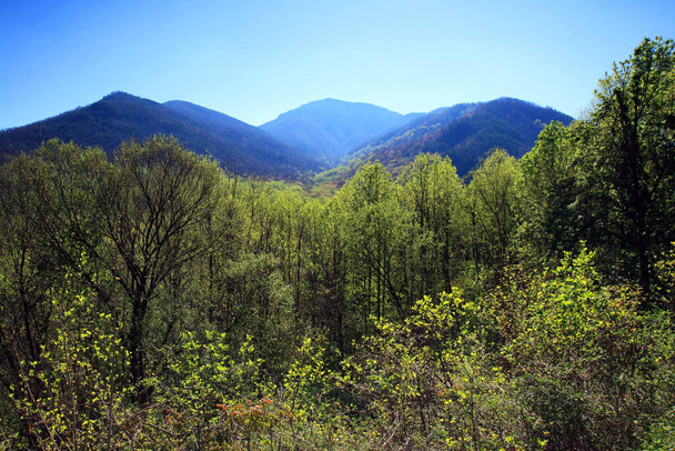 The Great Smoky Mountain National Park in the morning - Φωτογραφία, εικόνα