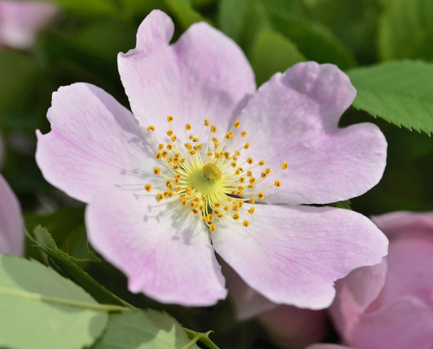 Rose musquée fleur
 - Photo, image
