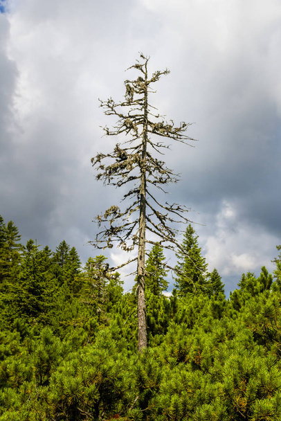 Dry spruce with moss and lichen still towering above young trees in forest - Photo, Image