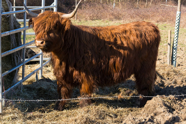 Шотландская нагорная корова
 - Фото, изображение