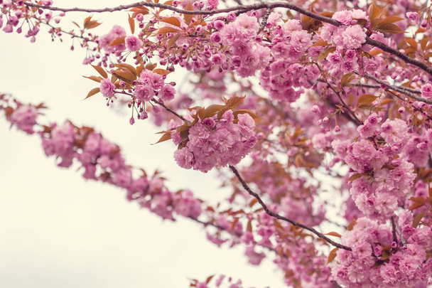 Sakura cherry blossom - Foto, Imagem