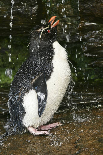 Rockhopper penguins (Eudyptes chrysocome) on the Falkland Islands - Zdjęcie, obraz