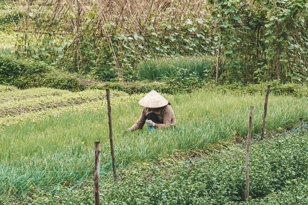 Farmář s tradičním vietnamským kloboukem na poli ve Vietnamu. Pracovník, který dělá zemědělskou práci v továrně. Život muže nebo ženy na plantáži. Výdej zelené rostliny - Fotografie, Obrázek