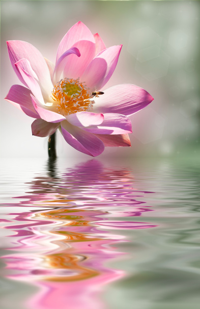 rosa Lotus - Foto, Bild