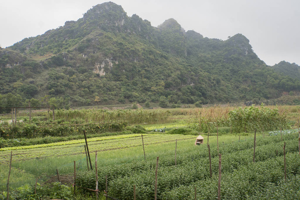Une femme travaille sur une plantation de plantes. Traitement manuel lourd de la terre. Vietnam. Cat Ba île
 - Photo, image