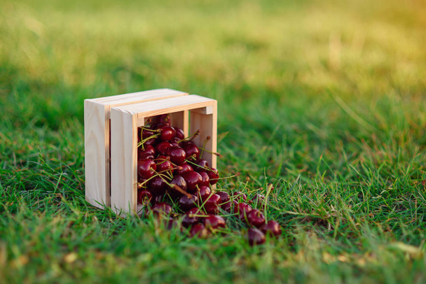 Wooden box with fresh ripe cherry on green grass at sunset. Summer fresh fruits. - Photo, image