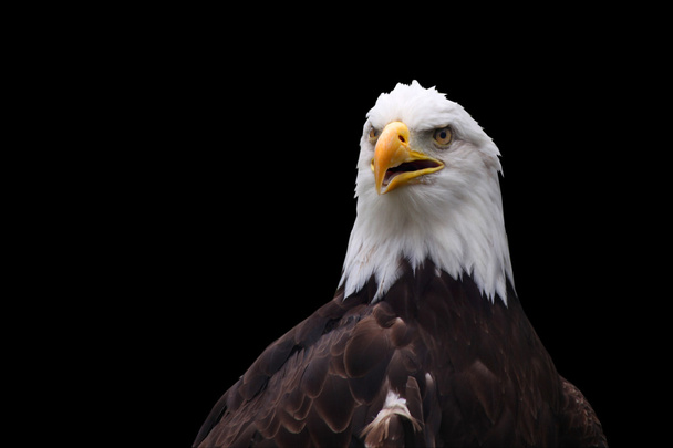 アメリカの白頭鷲 - 写真・画像