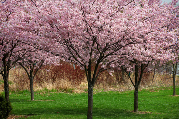 Fiore di ciliegio - Foto, immagini