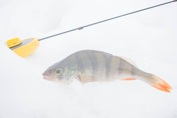 Buz balıkçılığı hobisi - Fotoğraf, Görsel