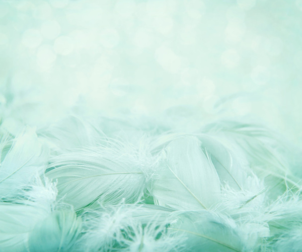 Fluffy feathers on turquoise blurry background - Photo, Image
