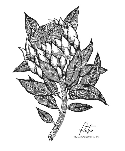 Engraved illustration of protea isolated on white background. Design elements for wedding invitations, greeting cards, wrapping paper, cosmetics packaging, labels, tags, quotes, blogs, posters. - Vektor, obrázek