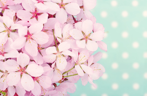 ροζ άνθη κερασιάς - Φωτογραφία, εικόνα