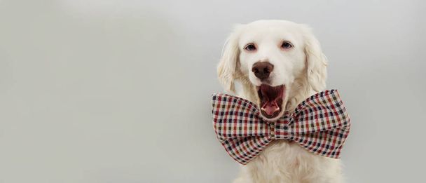 BANNER HAPPY DOG CELEBRATING A BIRTHDAY, NEW YEAR OR  CARNIVAL P - Фото, изображение