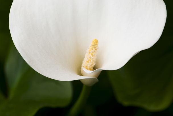 Floración lirio de cala blanco
 - Foto, Imagen