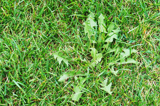 Weed in a grass field close up - Fotografie, Obrázek