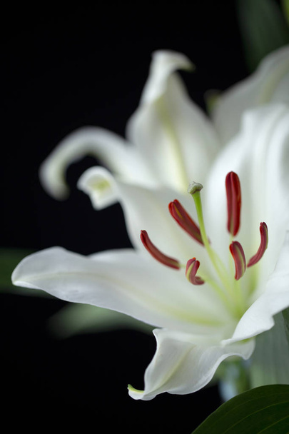 Lily lila blanco oriental de cerca sobre fondo negro
 - Foto, Imagen