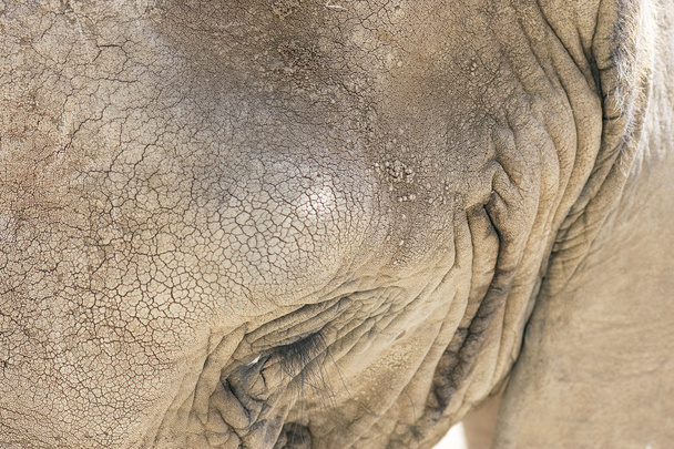 Elephant face - Valokuva, kuva