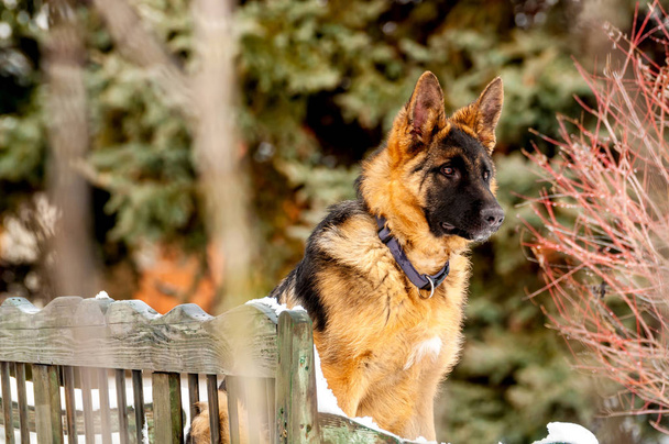Un perro pastor alemán sentado en un banco en invierno
 - Foto, imagen