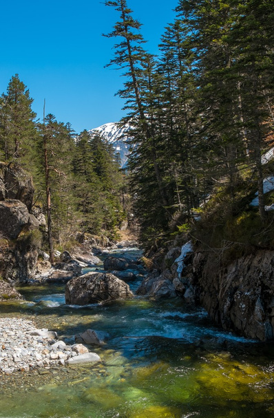 rychlá řeka v horském lese - Fotografie, Obrázek