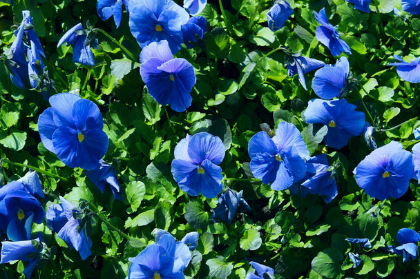 Голубые фиалки на лугу. Вырезанный кадр из фиалкового поля. Nature, Flowers Concept
. - Фото, изображение
