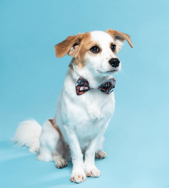 picture of a dog on a blue background - Foto, imagen