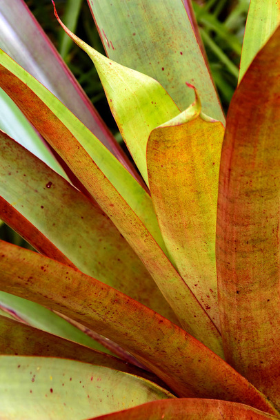 Detail of green bromeliad with its leaves and textures - Zdjęcie, obraz