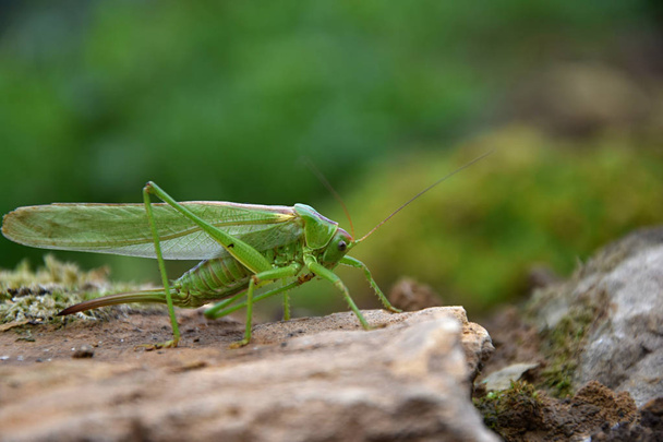 Tettigonia viridissima. Grasshopper green on a stone. - Photo, Image