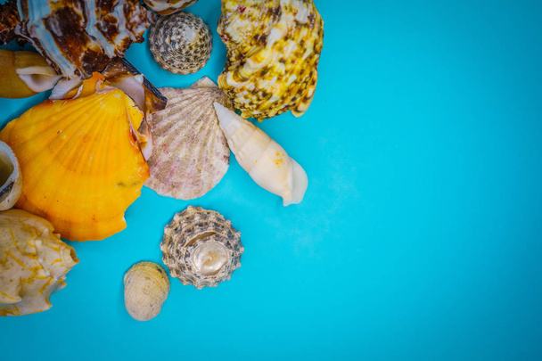 Seashells on a blue background - Фото, изображение
