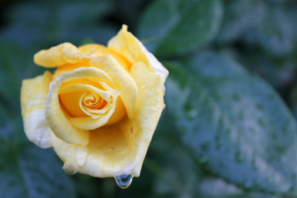 Κίτρινο τριαντάφυλλο με σταγόνες νερού - Φωτογραφία, εικόνα
