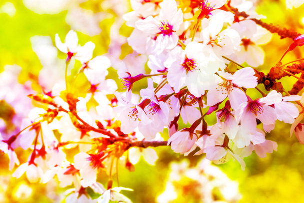 Pink ,yellow , red and purple of close-ups in full blossom in full glory beautifully colorful cherry tree. - Foto, imagen