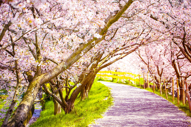 ένα βάδισμα δρόμο κάτω από την όμορφη Sakura δέντρο ή μηλιά τούνελ κερασιάς. - Φωτογραφία, εικόνα