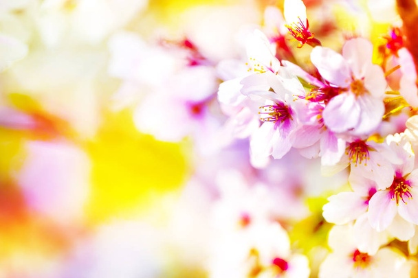 Pink ,yellow , red and purple of close-ups in full blossom in full glory beautifully colorful cherry tree. - Foto, imagen