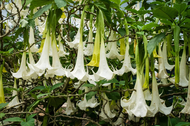 Trompetenblumen des weißen Engels - Foto, Bild