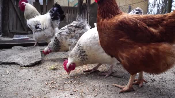 Hen eating, karmienie czas w stoczni kura - Materiał filmowy, wideo