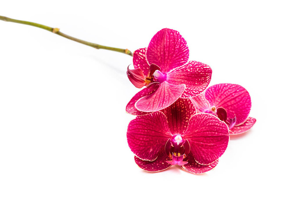 Orquídeas. Flores rojas. Rama floreciente de orquídeas. Aislar sobre fondo blanco
 - Foto, Imagen