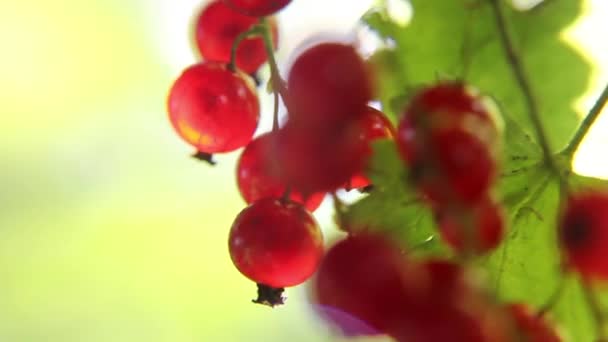 Raf odaklı bio garden'da Kırmızı Frenk Üzümü yakın - Video, Çekim