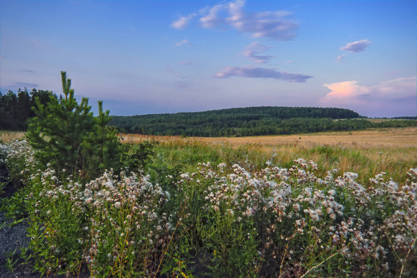 Evening landscape meadow against the backdrop of the forest at sunset. - Foto, Bild