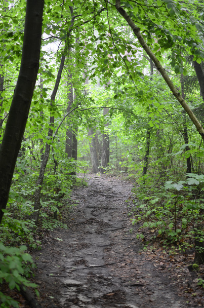 Forest in The Mist With Old Dirt Path - Photo, Image