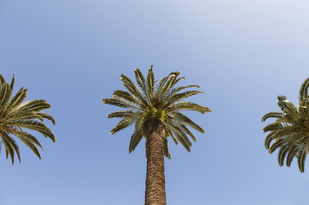 Bottom-up view of a beautiful palm tree with blue sunny sky - Фото, изображение
