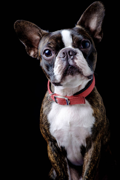 Portrait boston terrier pure breed black background closeup - Photo, Image