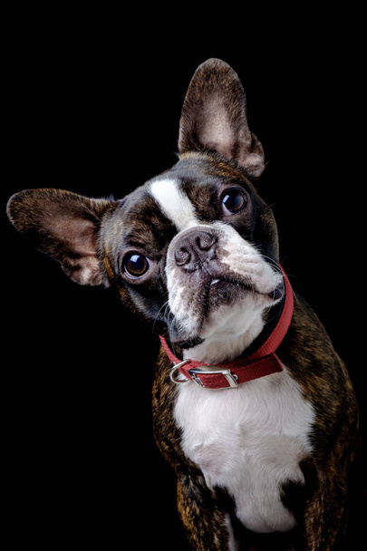 Portré Boston Terrier tiszta fajta fekete háttér Vértes - Fotó, kép