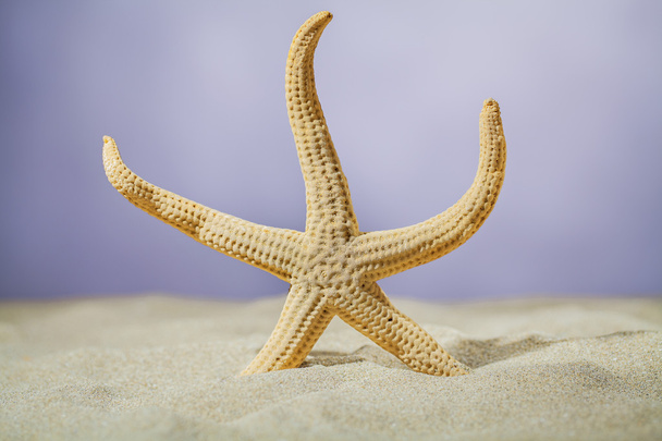 starfish in sand - Fotó, kép