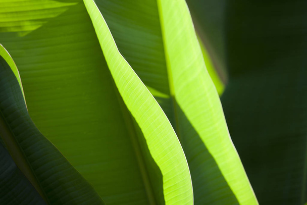 Texture background of backlight fresh green Leaf. - Foto, Bild